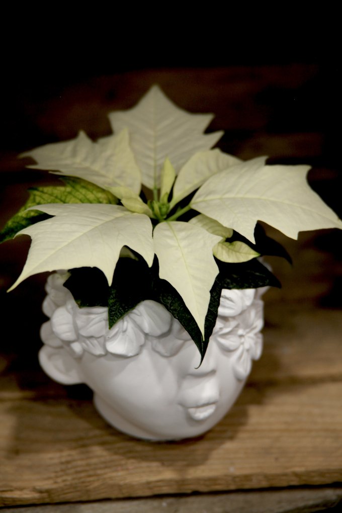 Les lutins de L'Échoppe photo 4